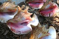 Riesige Muscheln