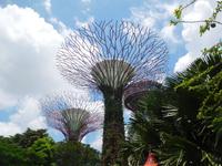 Supertrees im Gardens by the Bay - Singapur