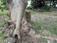 Insel Okinawa - Ishigaki - Japan &ndash; &copy; Sabine Letzybyll (Eberhardt TRAVEL)