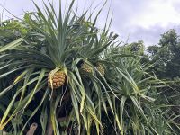 Insel Okinawa - Ishigaki - Japan &ndash; &copy; Sabine Letzybyll (Eberhardt TRAVEL)