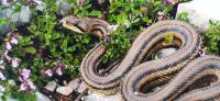 03-27 Krka NP - Hornviper