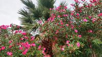 112 Halbinsel Peljesac, Orebic, Oleander