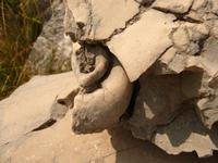 Versteinerte Schnecke