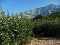 Olivenhain unter dem Biokovo