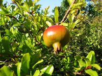 Granatapfel