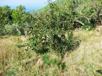 Landschaft bei Tucepi