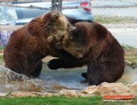 Bären am Restaurant Macola