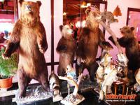 Tiere im Restaurant Macola