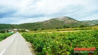 Reben auf der Halbinsel Peljesac