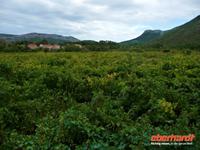 Rebstöcke bei Potomje