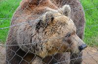 123 Korenica, Bären von Macola