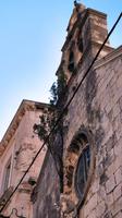 135 Dubrovnik, Weinstock an der Allerheiligen Kapelle
