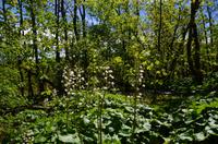 044 NP Plitvicer Seen