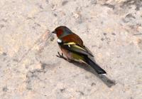 121 NP Krka, Buchfink