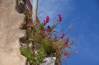 148 Split, Mauerbiotop