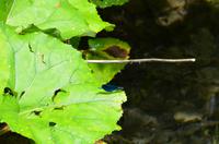 126 NP Plitvicer Seen