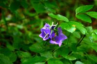 155 NP Plitvicer Seen