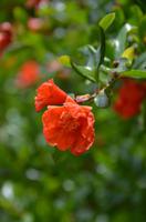 303 Pocitelj, Granatapfelblüten