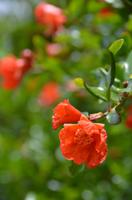 304 Pocitelj, Granatapfelblüten