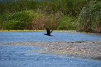 347 Neretvadelta, Bootsfahrt Villa Neratva, Komoran