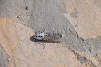 393 Interessantes Insekt