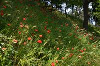 406 Mohn nahe dem Blauen See