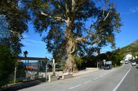 107 Trsteno, Arboretum