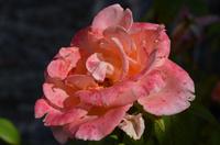 228 Mostar, Rose am Türkischen Haus