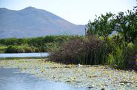 242 Bootsfahrt im Neretvadelta