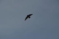 247 Bootsfahrt im Neretvadelta