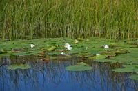253 Bootsfahrt im Neretvadelta