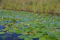 256 Bootsfahrt im Neretvadelta