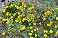 286 Imotski, Goldener Herbstkelch (Herbst-Krokus)