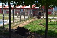 062 Korenica, die Bären von Macola