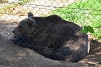 063 Korenica, die Bären von Macola