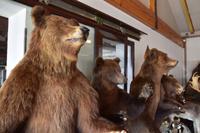 064 Korenica, die Bären von Macola