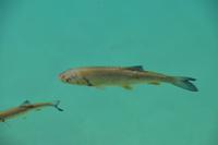 077 Nationalpark Plitvicer Seen