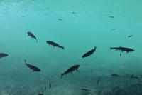 079 Nationalpark Plitvicer Seen