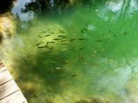 Im Krka Nationalpark 