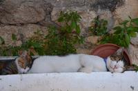168 Trogir