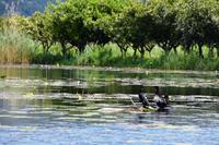 144 Villa Neretva, Bootsfahrt im Neretvadelta, Kormorane