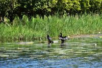 145 Villa Neretva, Bootsfahrt im Neretvadelta, Kormorane