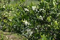 151 Mandarinenblüten