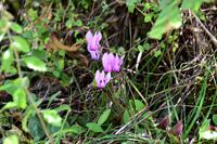 075 NP Plitvicer Seen, Alpenveilchen