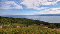 210f Insel Brac, Weinberge bei Bol mit dem Goldenen Horn