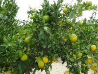 Neretvatal: Mandarinenplantage