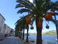 Korcula: Rundgang