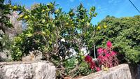 209u Mediteraner Garten