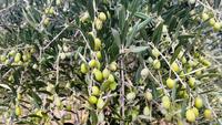 210n Insel Brac,   Oliven