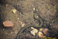 033 NP Krka, Tigernatter